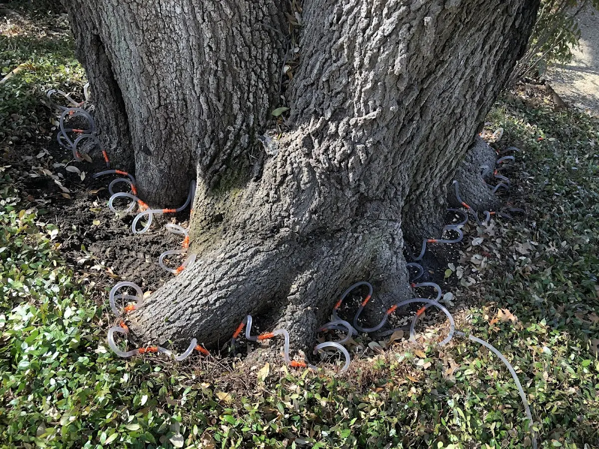 Detailed Tree Cabling and Bracing job site in White Springs